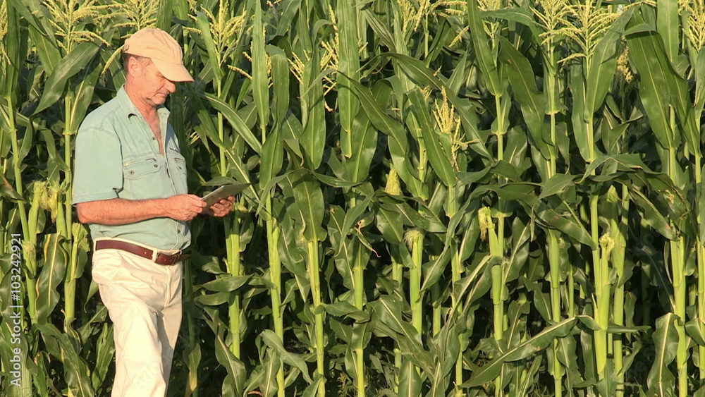 Farmer checking progress of corn fields with digital tablet,South Africa