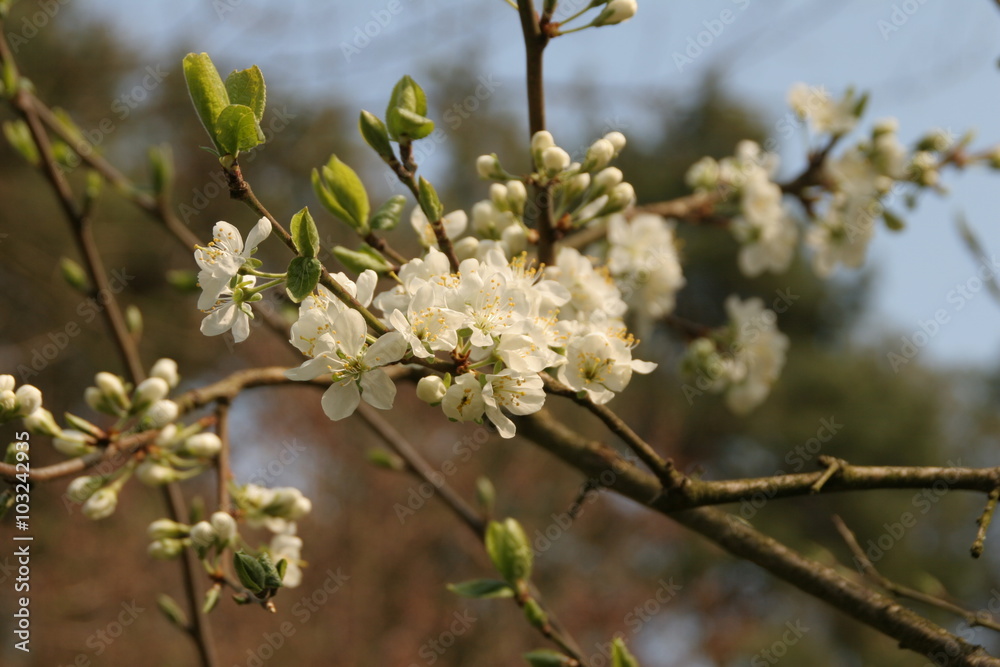 Obraz premium spring flower