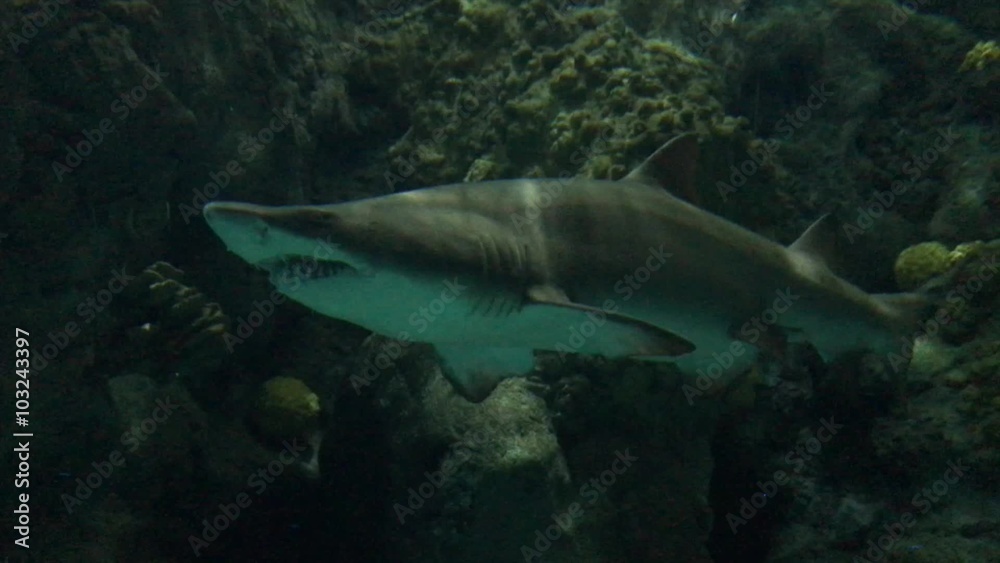 Shark Underwater Shark Underwater