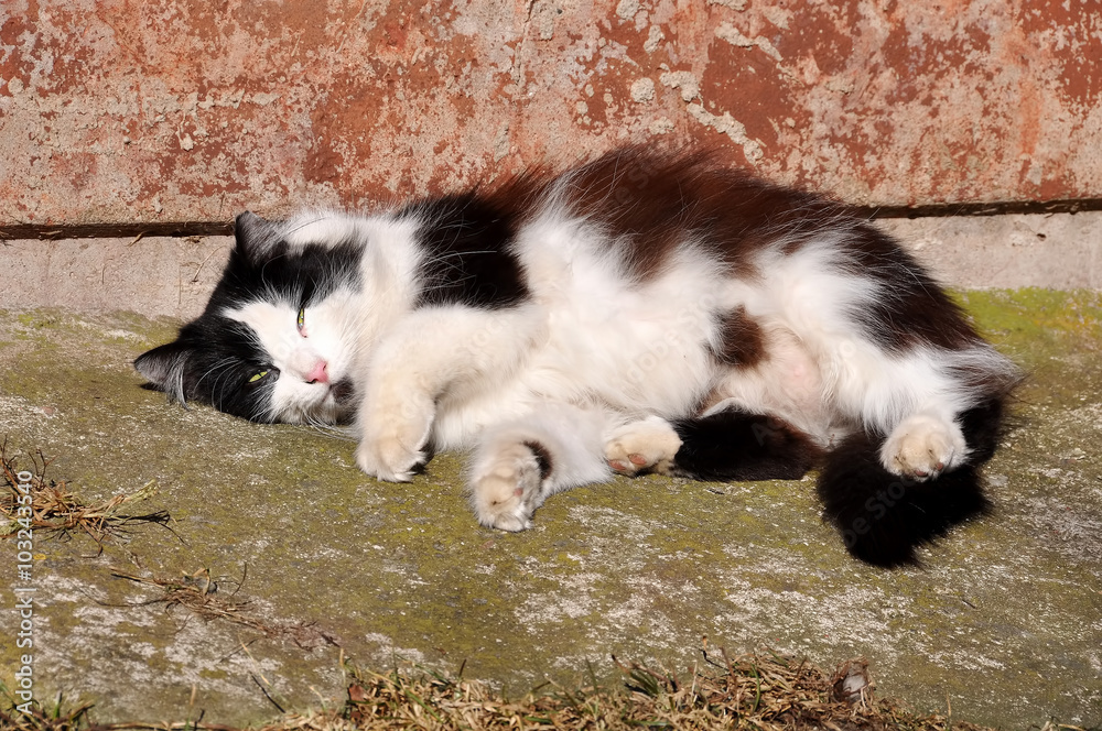 cat resting in a funny pose in the sun, cat basking in the sun and sunbathing