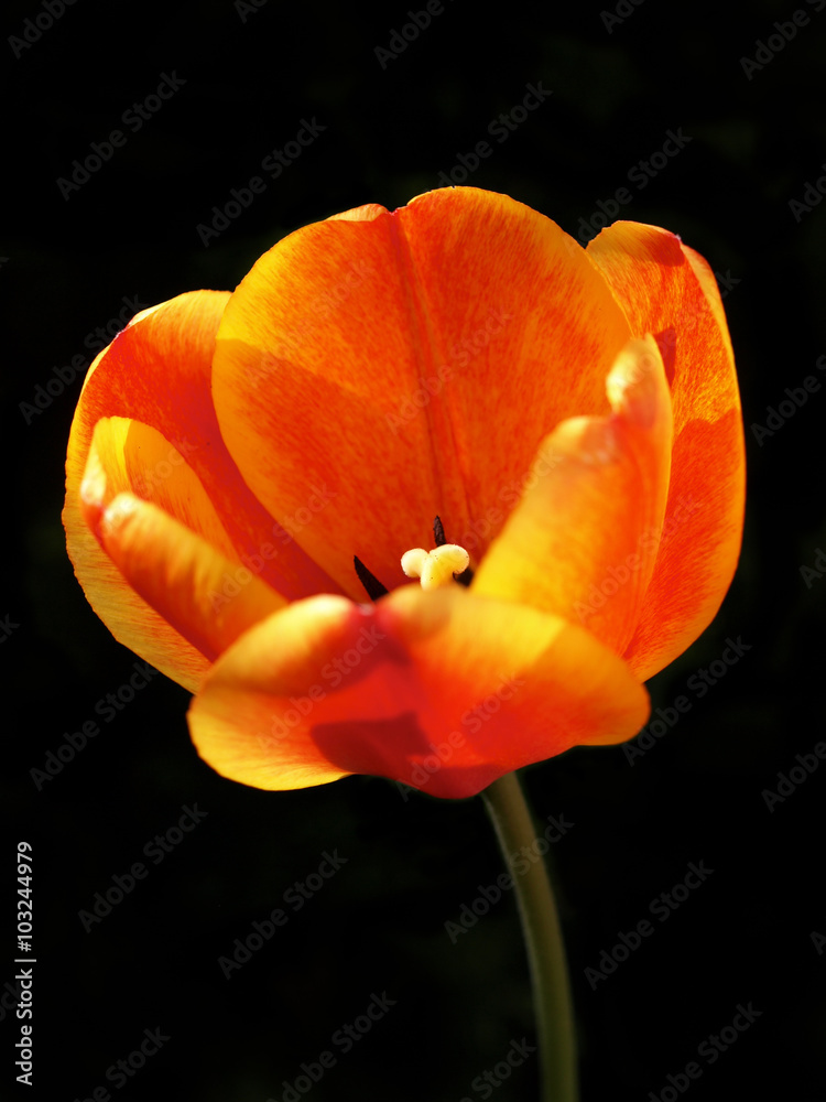 Blüte einer orangenen Tulpe vor dunklem Hintergrund Blüte einer orangenen Tulpe vor dunklem Hintergrund