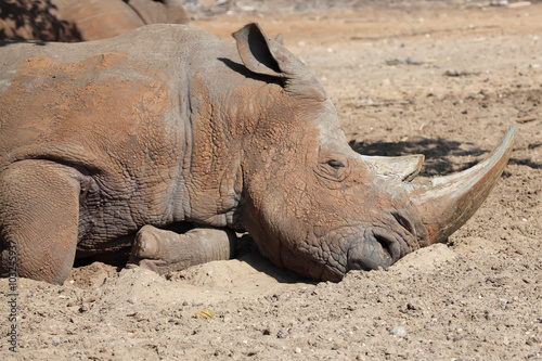  rhino sleeping in the Zoo
