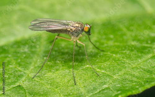 Macro photo of a Dolichopodidae fly, insect
