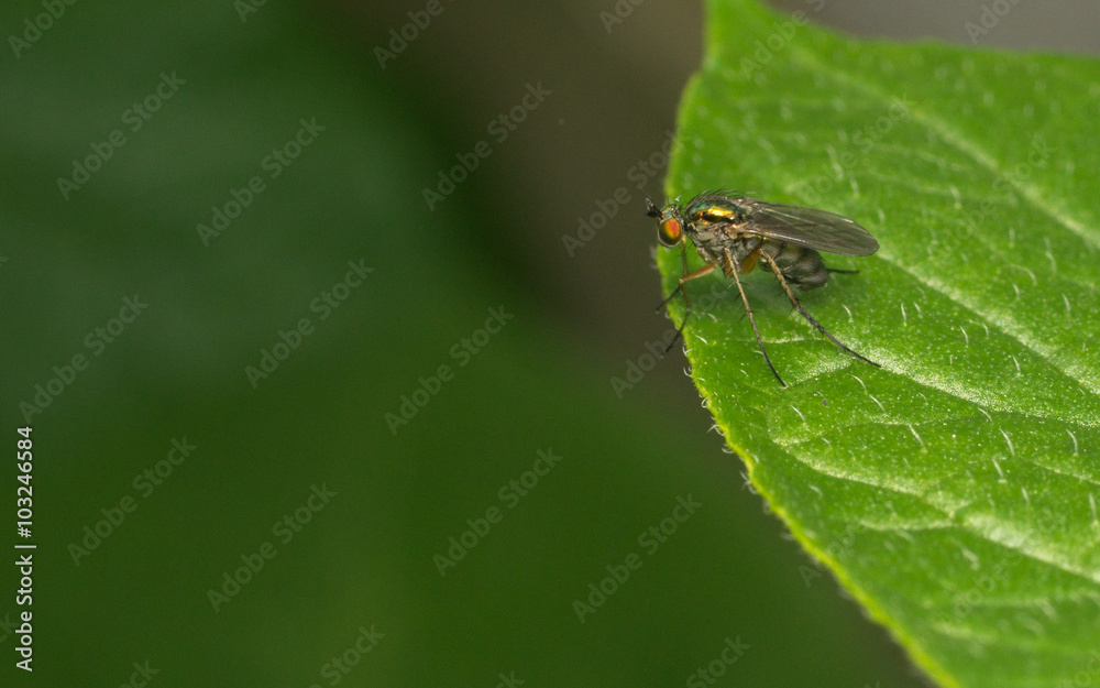 Macro photo of a Dolichopodidae fly, insect
Macro photo of a Dolichopodidae fly, insect