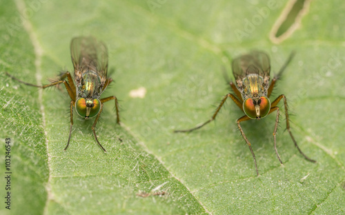 Macro photo of a Dolichopodidae fly, insect
