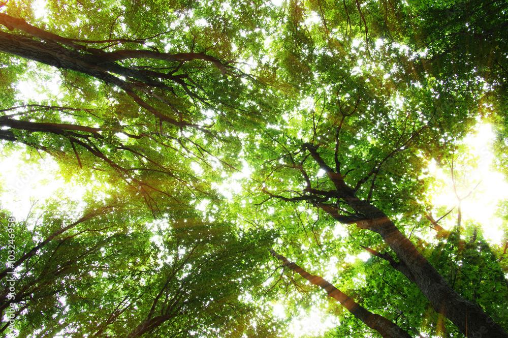 Fototapeta premium Forest with sunlight