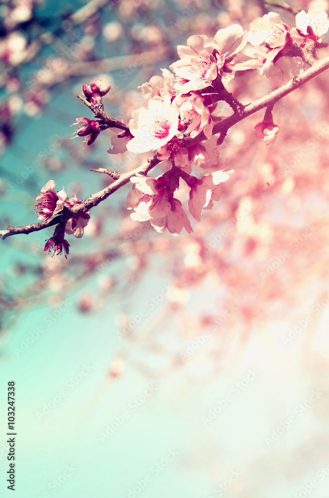 Obraz premium abstract dreamy and blurred image of spring white cherry blossoms tree. selective focus. vintage filtered 