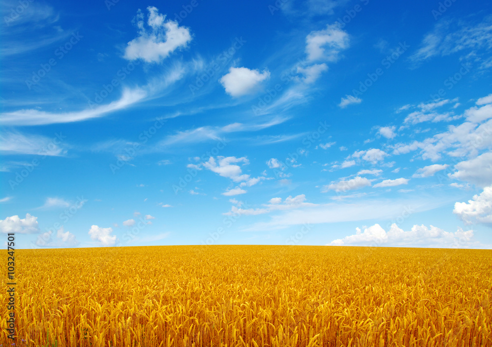 Field of wheat Field of wheat