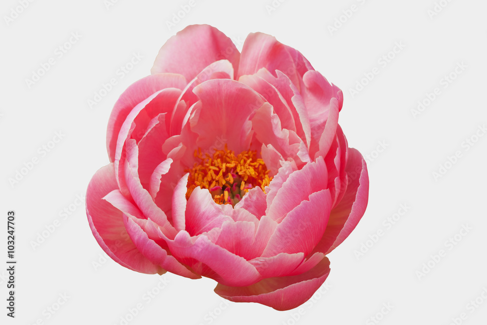 Peony "Coral Charm" (Hibridizer: Wissing, 1964, U.S.)  isolated with clipping  path - obrazy, fototapety, plakaty 