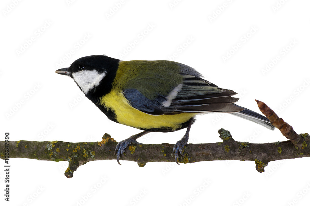 Naklejka premium great tit