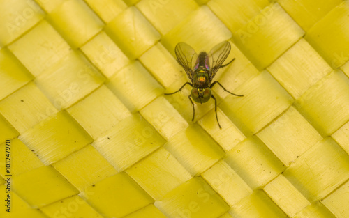 Macro photo of a Dolichopodidae fly, insect
