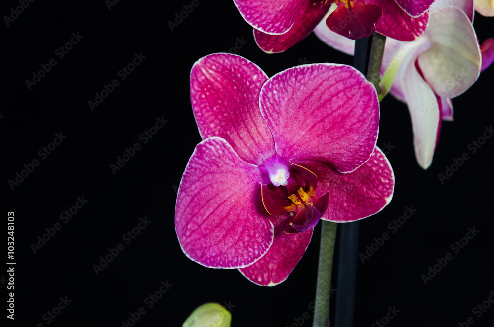 orchid flower on black background orchid flower on black background