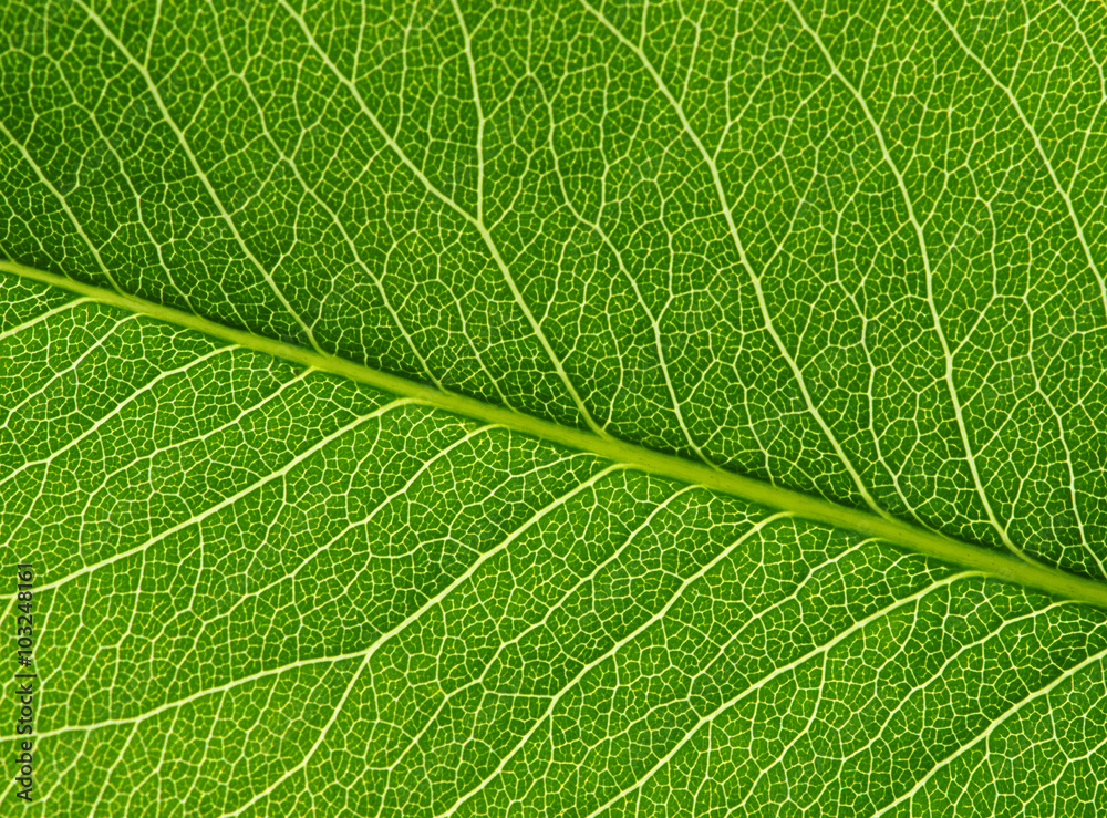  green leaf texture