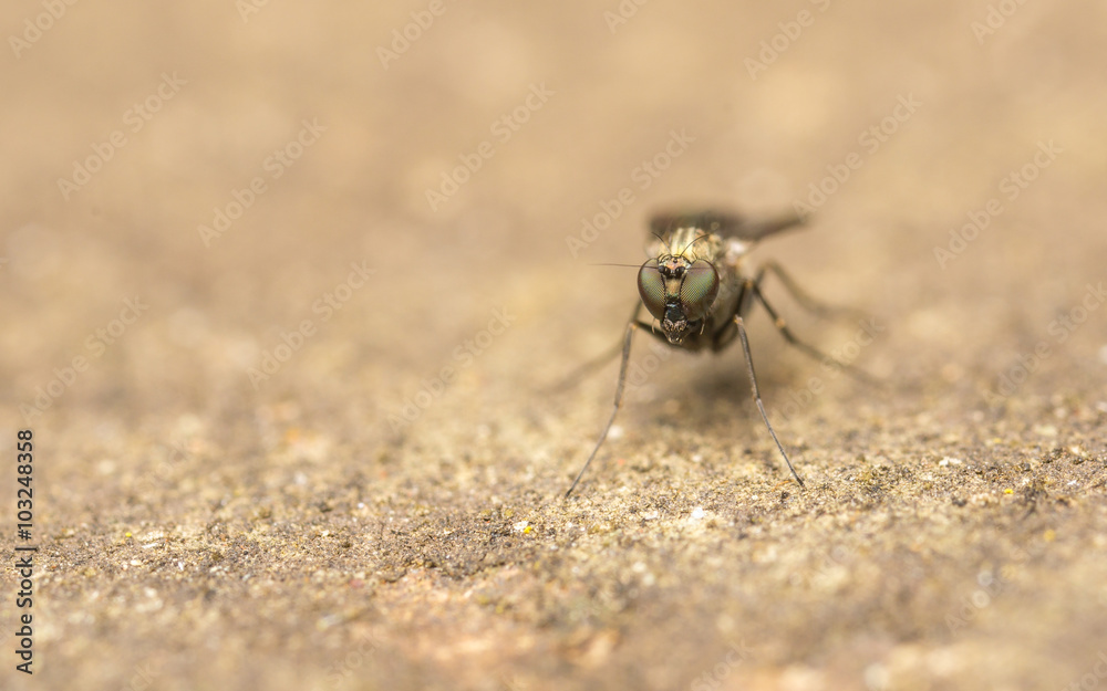 Macro photo of a Dolichopodidae fly, insect
Macro photo of a Dolichopodidae fly, insect