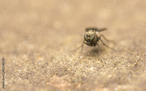 Macro photo of a Dolichopodidae fly, insect 