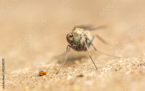 Macro photo of a Dolichopodidae fly, insect

