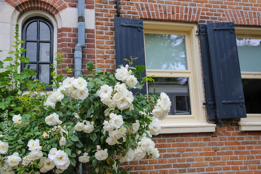 Fototapeta premium Twine white roses on the facade of brick house