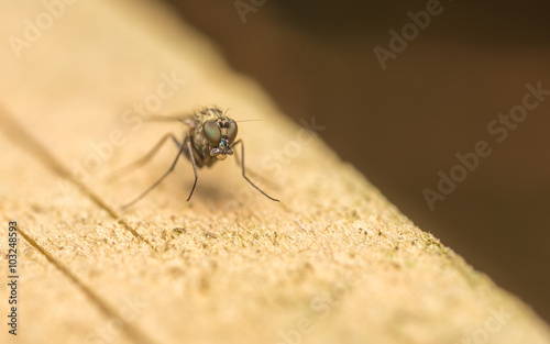 Macro photo of a Dolichopodidae fly, insect
