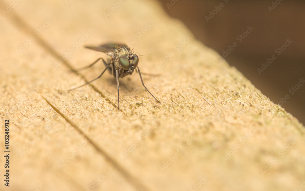 Macro photo of a Dolichopodidae fly, insect
Macro photo of a Dolichopodidae fly, insect