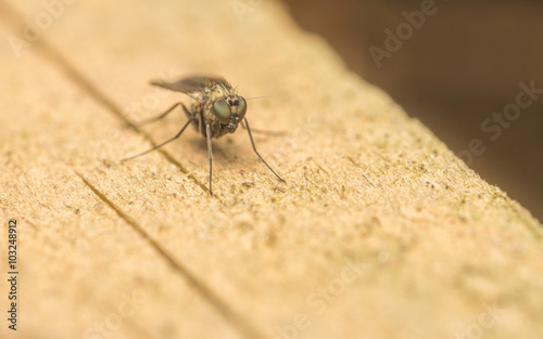 Macro photo of a Dolichopodidae fly, insect
