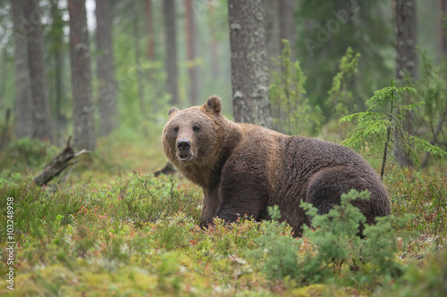 Big male bear in Boreal forest