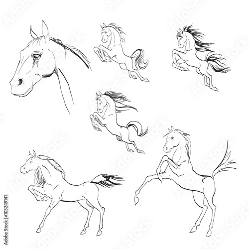 the horse reared, drawing, vector drawings izoliorovanny symbol, logo icon