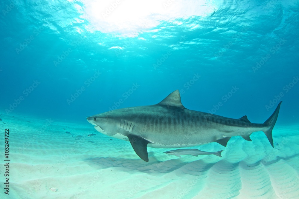Fototapeta premium Tiger shark