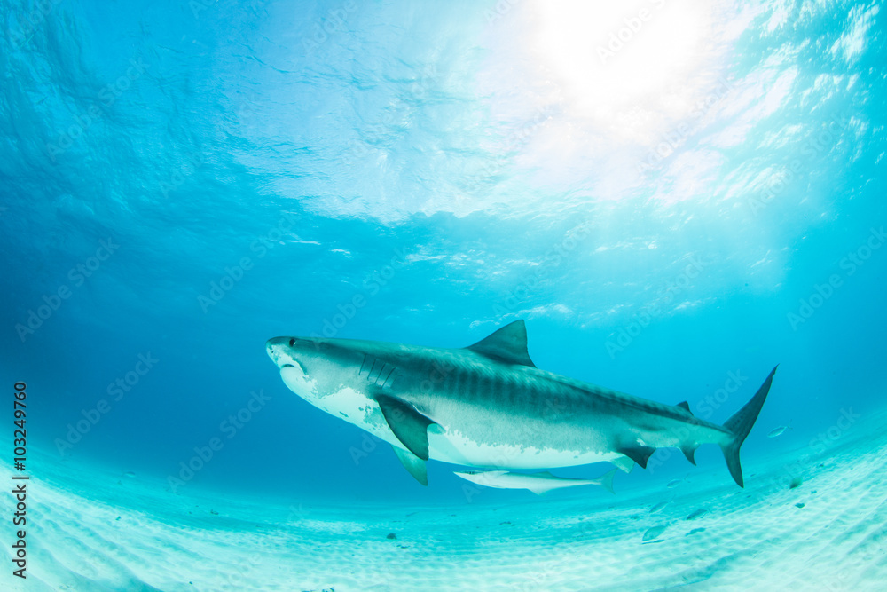 Fototapeta premium Tiger shark