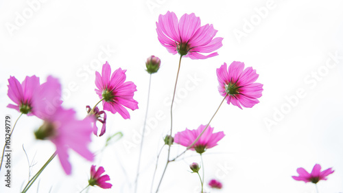 Cosmos flowers on white background