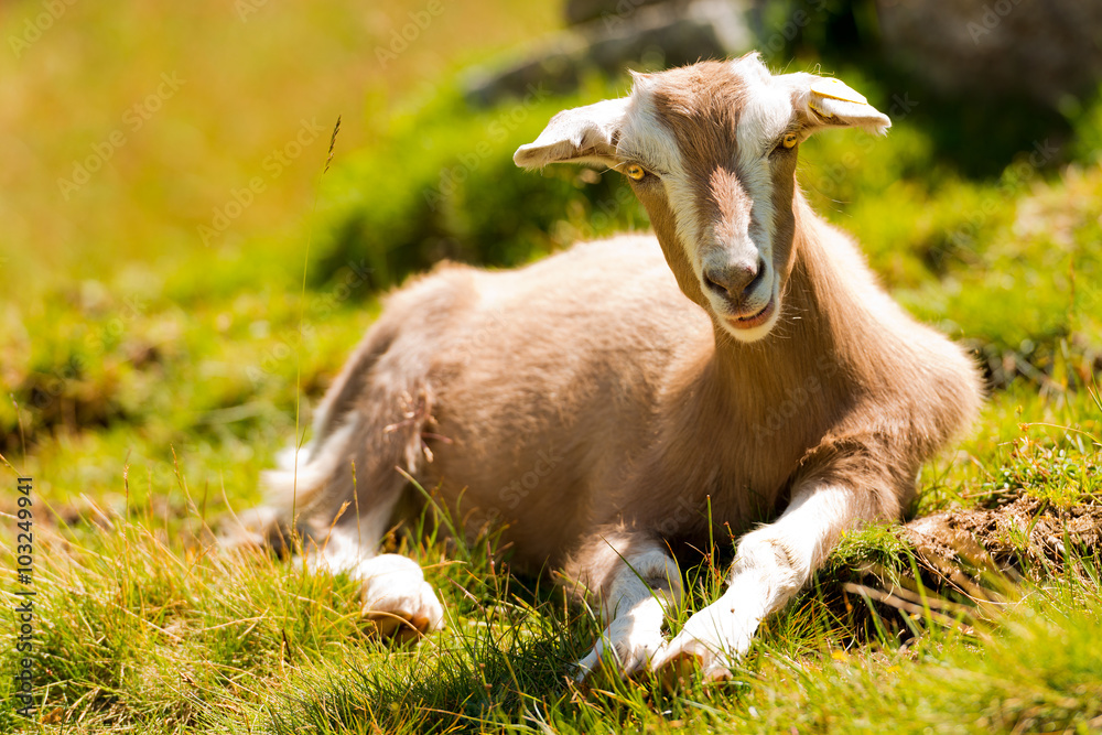 Obraz premium Mountain Baby Goat on Green Grass / Mountain baby goat resting on a green pasture in summer and looking into the camera