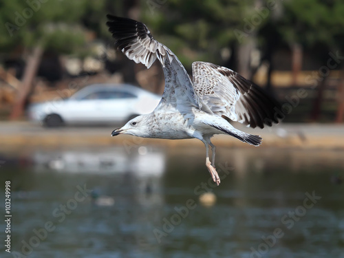 Young seagull captured in mid flight photo