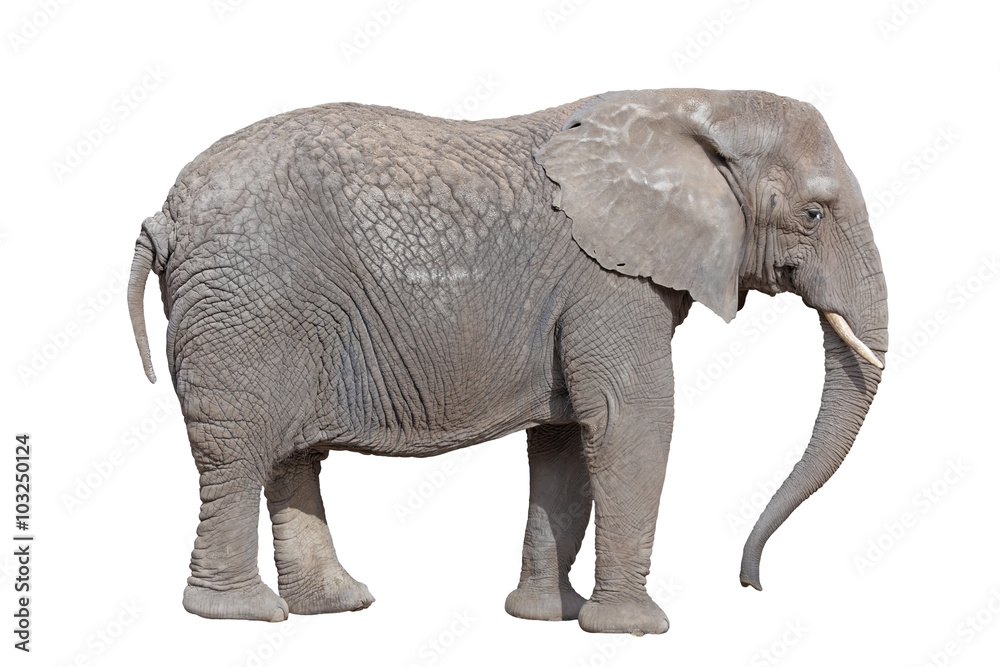 Obraz premium elephant