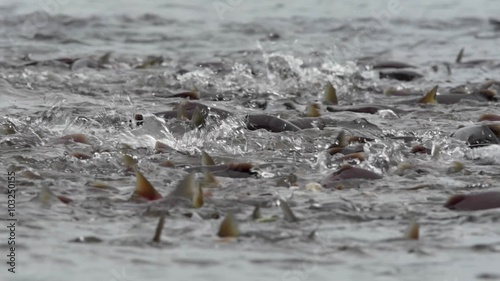 salmon goes on spawning  photo