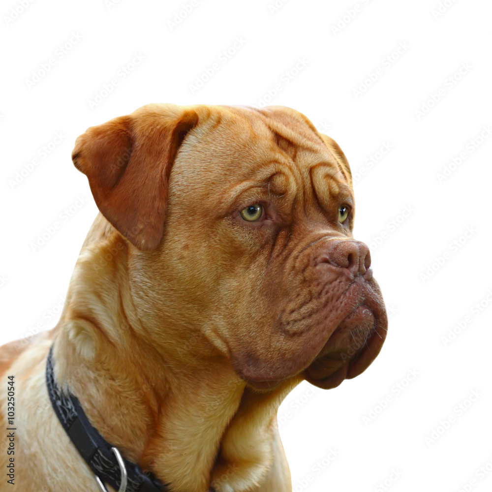 dogue de bordeaux dogue de bordeaux