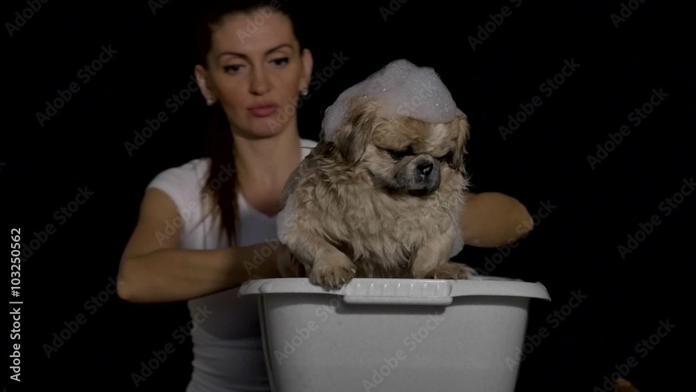 girl wash white puppy in the basin girl wash white puppy in the basin