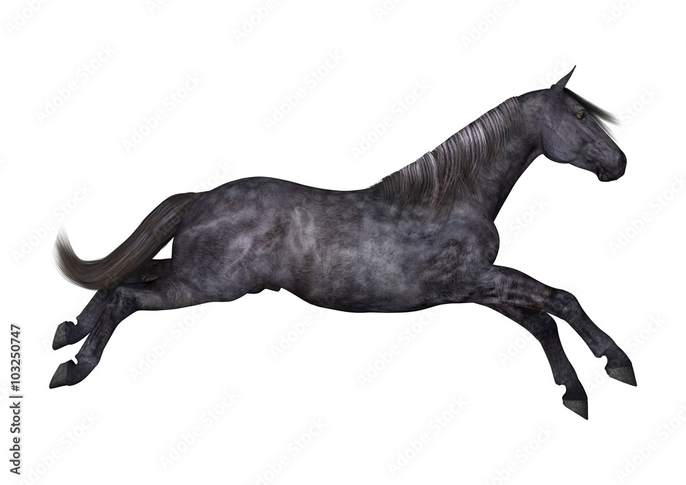 Black Horse on White Black Horse on White
