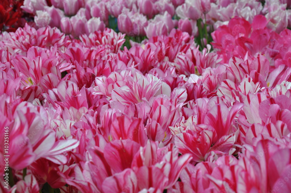 Fototapeta premium Tulipany
