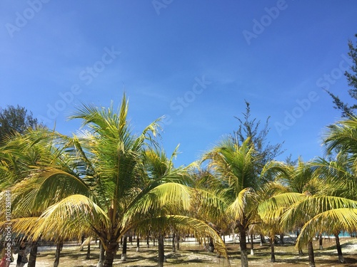 Coconut trees over blue sky