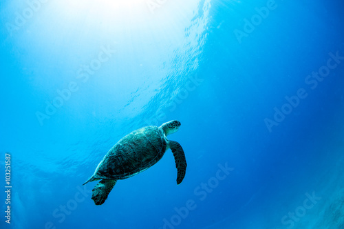 Sea Turtle © Michael Bogner