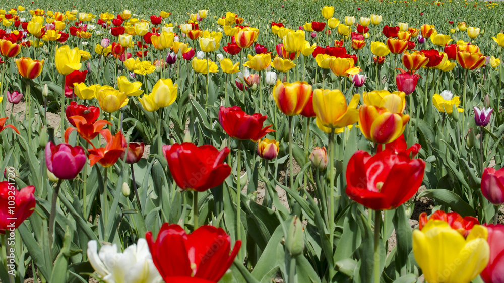 Fototapeta premium Panorama pola tulipanów