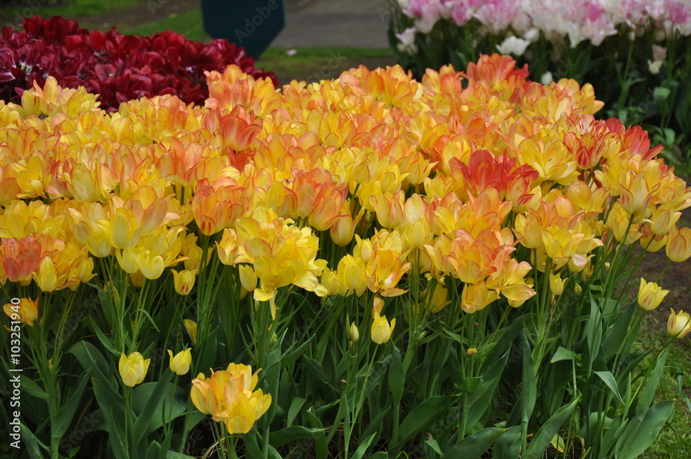 Naklejka premium Tulipany