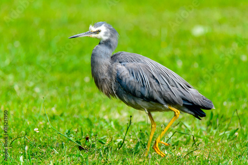 Big bird on grass