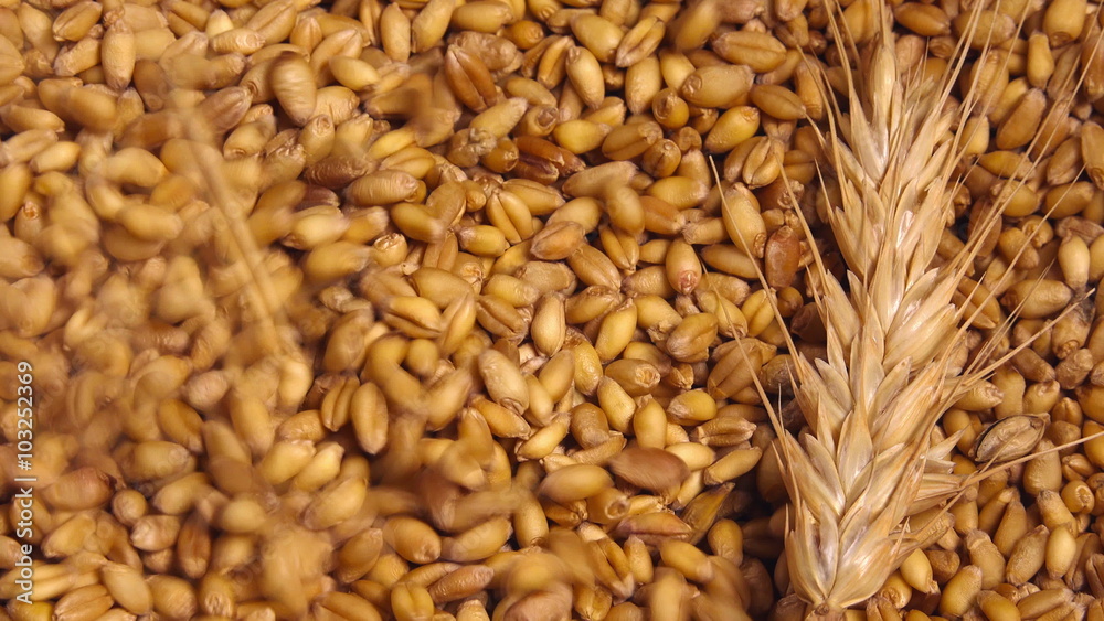 Wheat crop harvest, grains falling over ripe wheat ear. Wheat crop harvest, grains falling over ripe wheat ear.