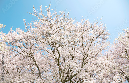 桜　染井吉野 photo