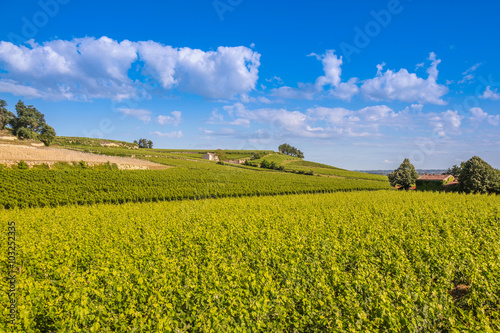 Bordeux vineyard in Saint Emillion photo