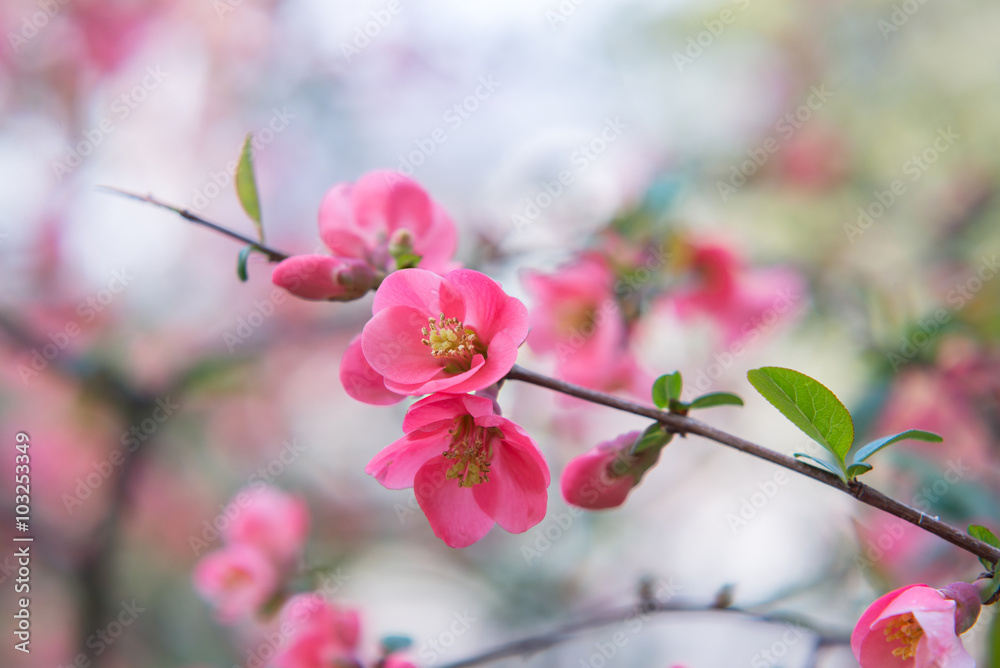 Chaenomeles. Japanese quince. Spring pink flowers background. Chaenomeles. Japanese quince. Spring pink flowers background.