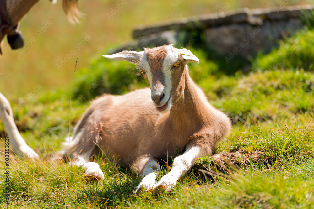 Mountain Baby Goat on Green Grass / Mountain baby goat resting on a green pasture in summer and looking into the camera Mountain Baby Goat on Green Grass / Mountain baby goat resting on a green pasture in summer and looking into the camera