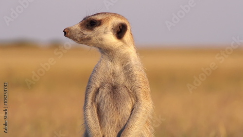 Meerkat on sentry duty while other meerkats forage for food,Botswana