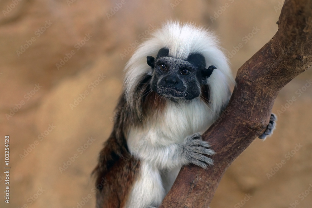 Naklejka premium Lisztaffe