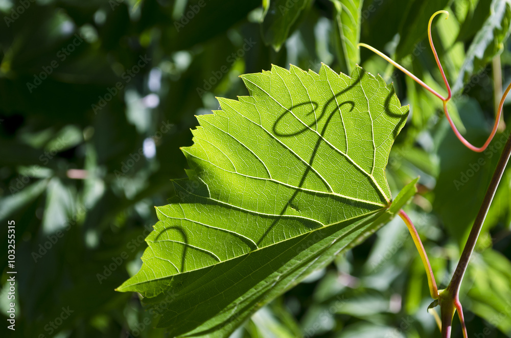 Green grape leaf on grapevine, close-up Green grape leaf on grapevine, close-up